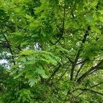 Quercus robur Folla