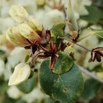 Rhododendron wardii Фрукт