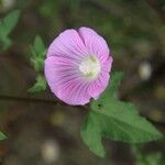 Malva punctata Kvet