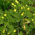 Anemone ranunculoides Folha