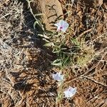 Ipomoea mombassana Blüte