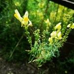 Linaria vulgaris Blüte