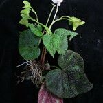 Begonia picta Агульны выгляд