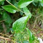 Paederia foetida Blad