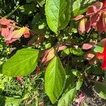 Salvia buchananii Leaf
