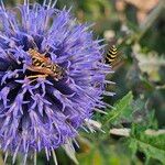 Echinops sphaerocephalusফুল