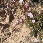 Limonium minutum Fiore