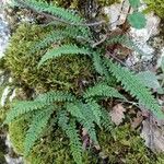 Asplenium fontanum List