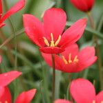 Tulipa montana Flower