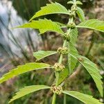 Lycopus uniflorus Leaf