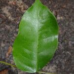 Erythrophleum ivorense Leaf