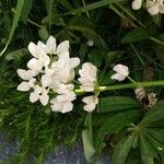 Lupinus albus Blüte