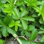 Potentilla anglica Leaf