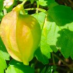 Cardiospermum grandiflorum Fruit