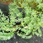 Prosopis juliflora Levél