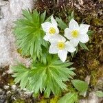 Anemonastrum narcissiflorum 花