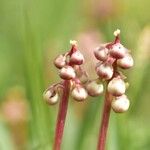 Pyrola minor Λουλούδι