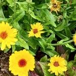 Calendula arvensisFlower