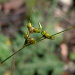 Juncus tenuis Fruit