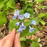 Mertensia virginicaKvet