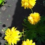 Rudbeckia laciniata Flor