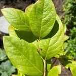 Vaccinium angustifolium Folha