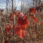 Rubus macrophyllus Blad