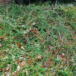 Cotoneaster horizontalis Habitat