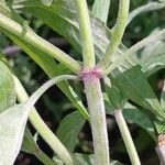 Monarda punctata Bark