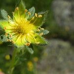 Potentilla pyrenaica Fruit