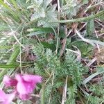 Pedicularis rostratocapitata Leaf