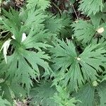 Aconitum vulparia Leaf