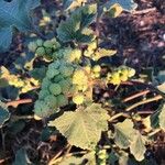 Xanthium strumariumList