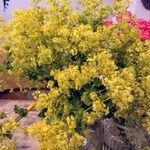 Alchemilla coriacea Fulla