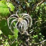 Clematis mauritiana Fruit