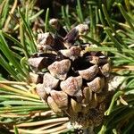 Pinus mugo Fruct