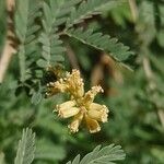 Prosopis farcta Flors