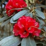 Rhododendron delavayi Çiçek