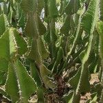 Euphorbia cooperi Hoja