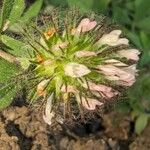 Trifolium lappaceum Blomma