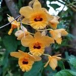 Dendrobium chrysotoxum Flower