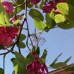 Robinia hispida Blüte