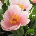 Paeonia mascula പുഷ്പം
