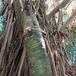 Pandanus urophyllus Kabuk