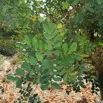 Ceratonia siliqua ഇല