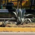 Agave americana برگ