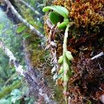 Bulbophyllum elliotii 整株植物