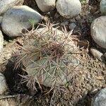 Echinocactus horizonthalonius Leaf