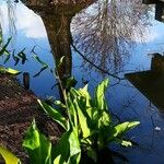 Lysichiton americanus Habitatea