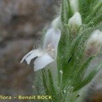 Lafuentea rotundifolia Fleur